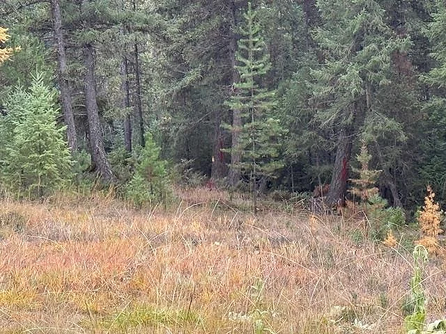 Forested acre bordering National Forest near Glen Lake 1 of 10