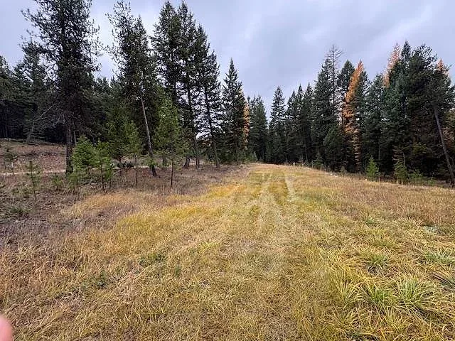 Forested acre bordering National Forest near Glen Lake 2 of 10