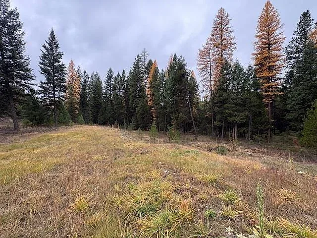 Forested acre bordering National Forest near Glen Lake 6 of 10