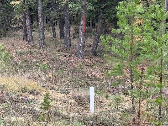 Forested acre bordering National Forest near Glen Lake 7 of 10