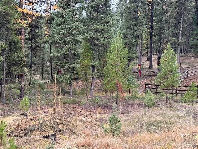 Forested acre bordering National Forest near Glen Lake 8 of 10