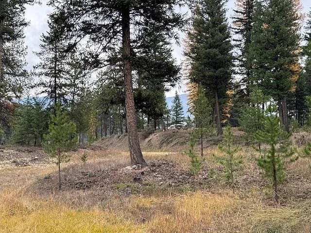 Forested acre bordering National Forest near Glen Lake 10 of 10
